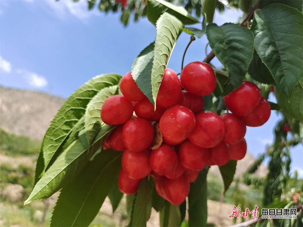 又红又甜快来采摘 临夏永靖县曹家湾的樱桃熟了_fororder_1