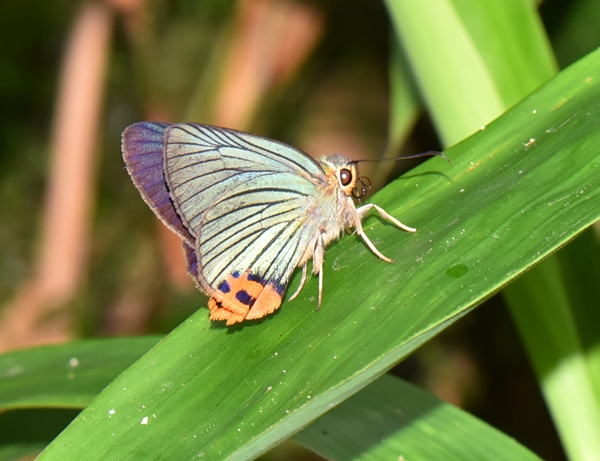 《江西林业生物多样性保护公报》发布_fororder_绿弄蝶(choaspes