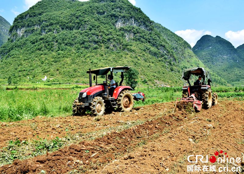 贵州紫云：红芯红薯丰收了（组图）