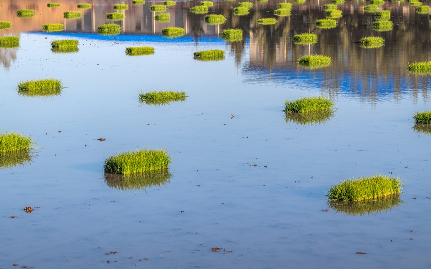 水稻插秧正当时！看黑土地上的“春耕画卷”