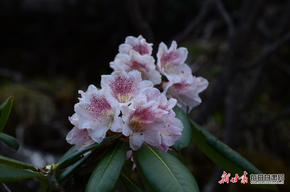 【焦點圖】隴南煙雨雷古山 十里杜鵑艷_fororder_11