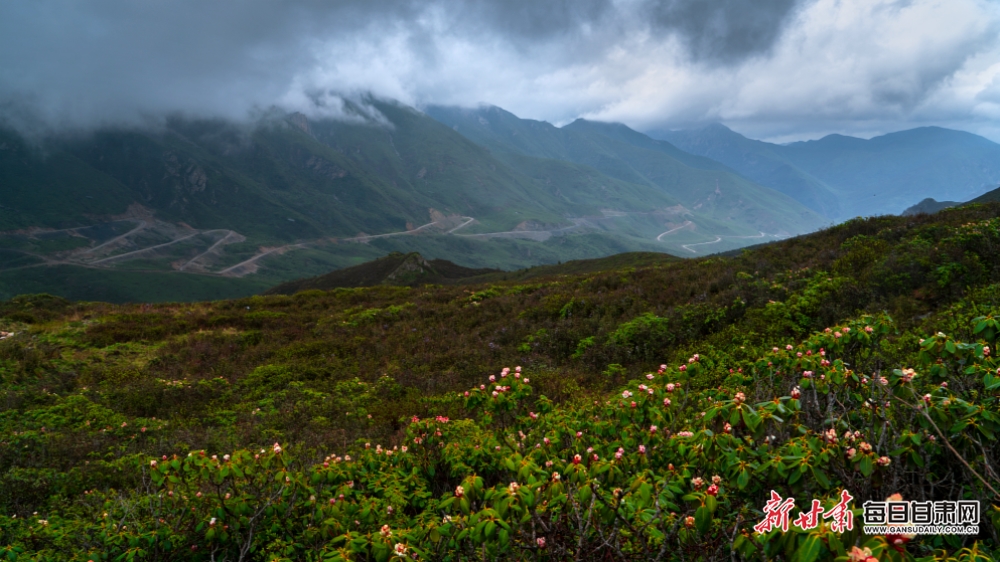 【文旅焦點圖】惟有此花隨越鳥 一聲啼處滿山紅 甘南高山杜鵑陸續開花_fororder_6