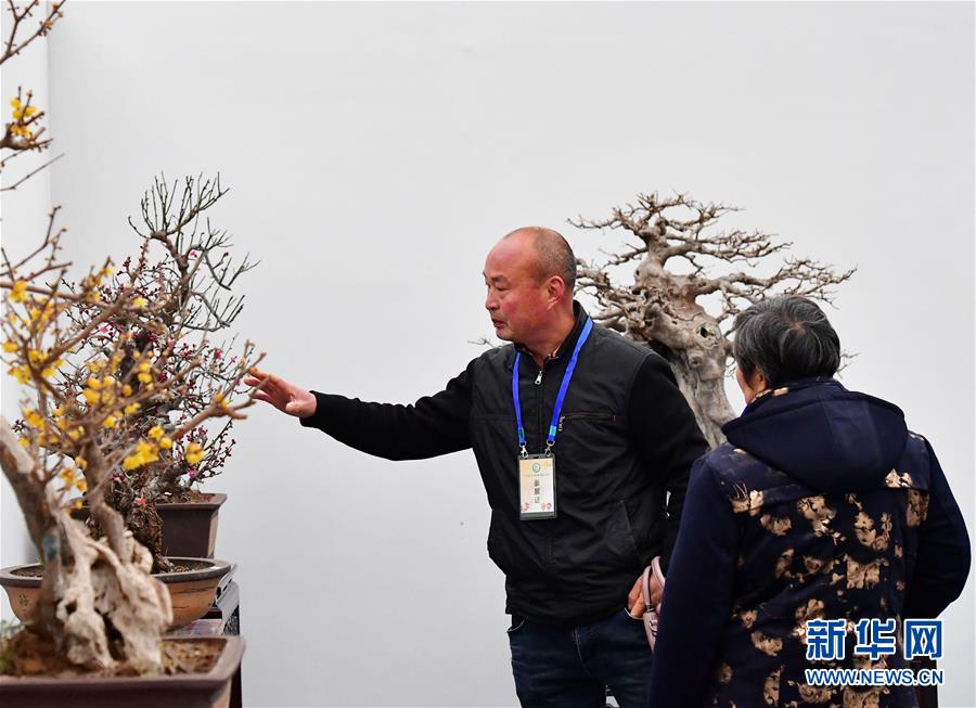 河南鄢陵：冬日“花都”蠟梅開