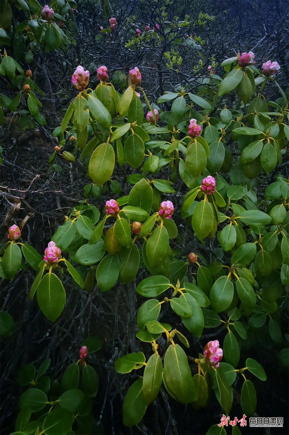 【文旅焦點圖】惟有此花隨越鳥 一聲啼處滿山紅 甘南高山杜鵑陸續開花_fororder_4