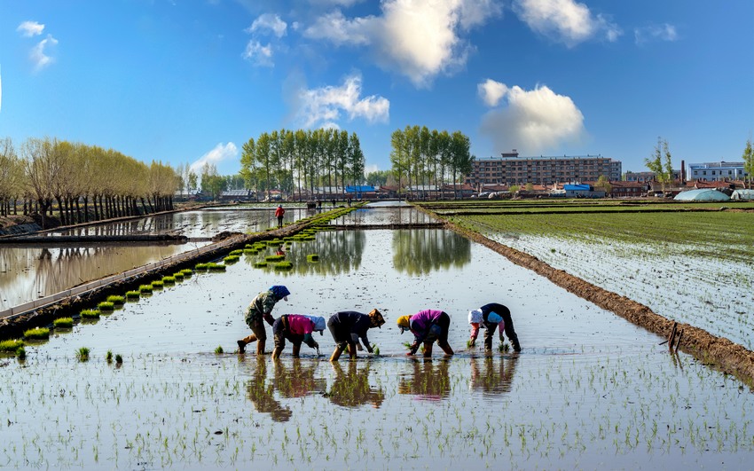 水稻插秧正当时！看黑土地上的“春耕画卷”