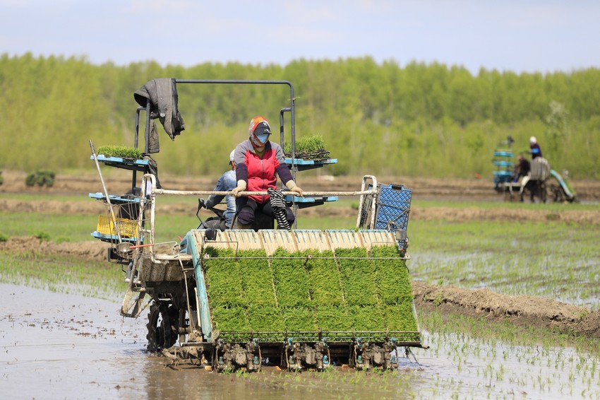 水稻插秧正当时！看黑土地上的“春耕画卷”