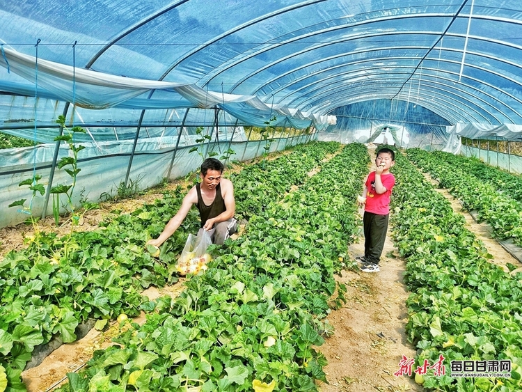 西峰：甜瓜种植让农民过上甜日子_fororder_3