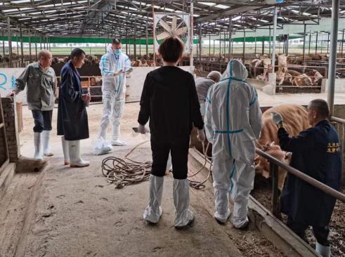 南阳市内乡县：三项免费特色服务助力牛产业做大做强