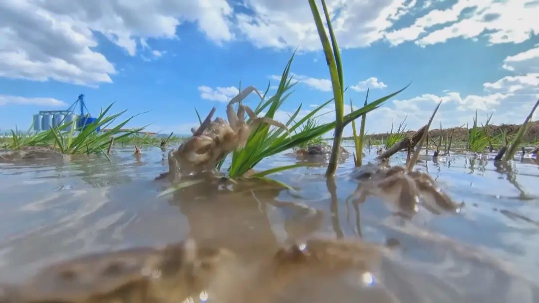 白城大安：鹽鹼地上稻花香