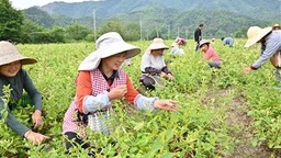 小小金銀花 鋪就致富路