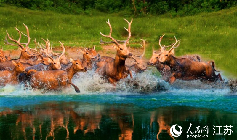 江苏大丰再现“鹿王争霸” 当地麋鹿总数突破7000只