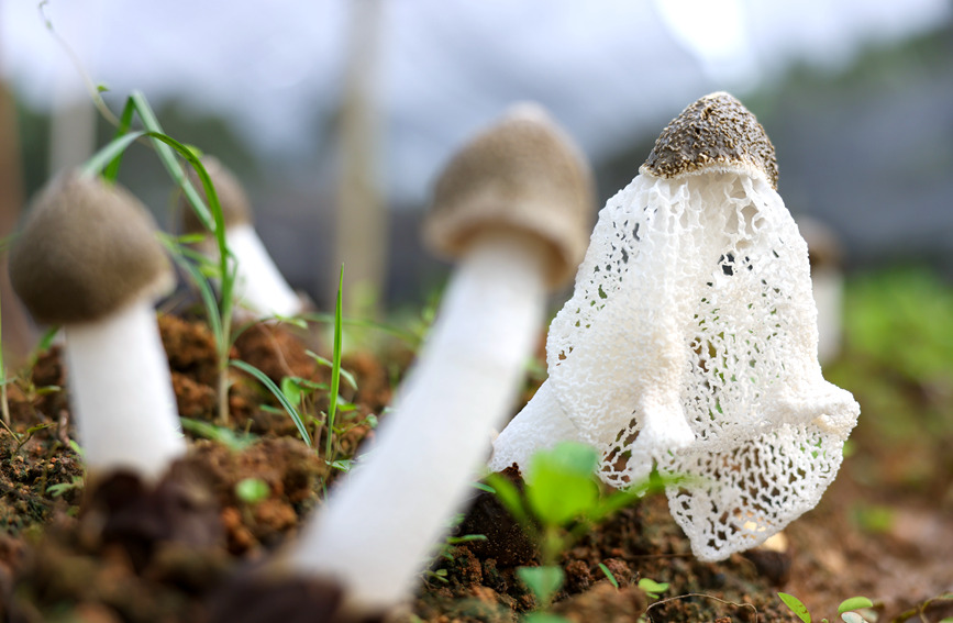 广西钦州：小小竹荪菇撑起“致富伞”