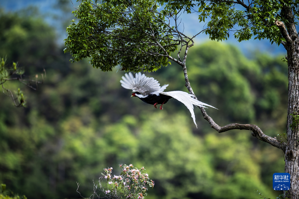 三明深山多丽鸟