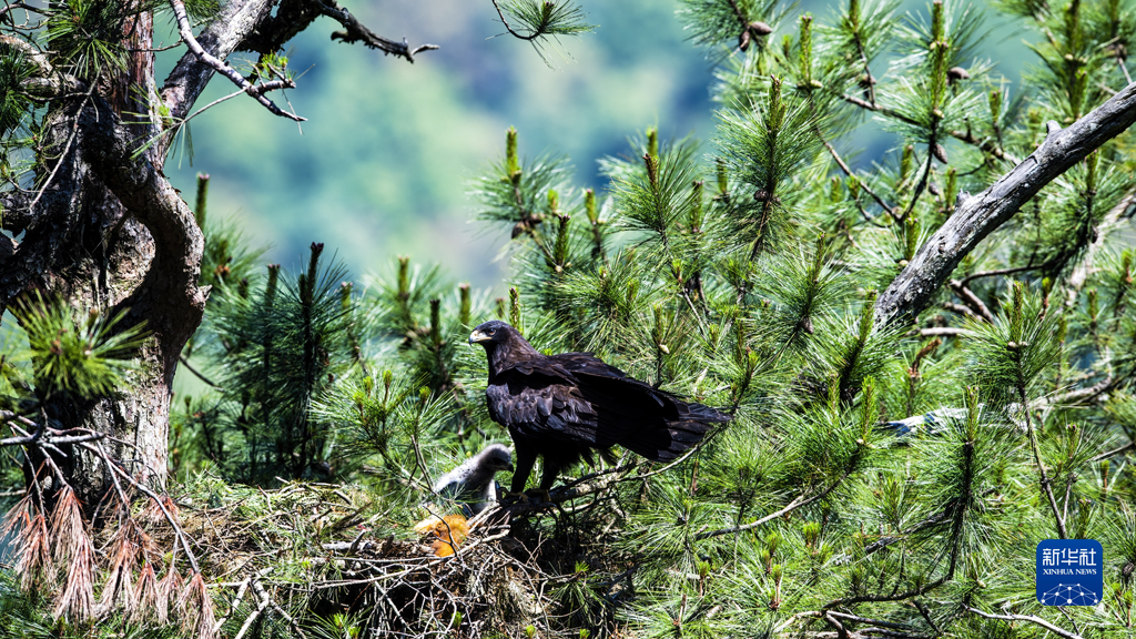三明深山多丽鸟