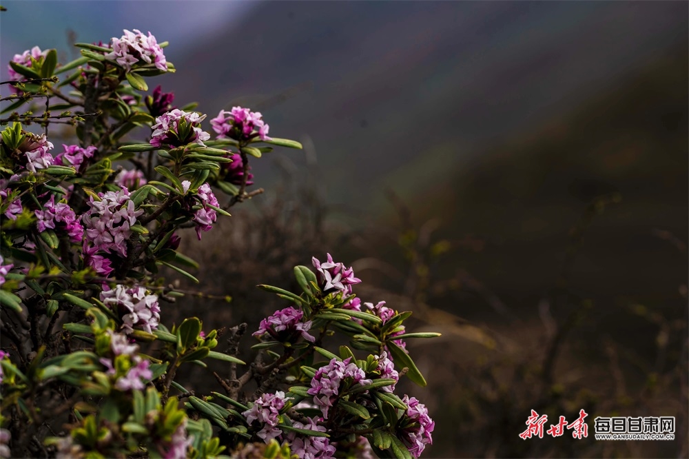 【文旅焦點圖】高山杜鵑花綻放榆中馬啣山_fororder_5