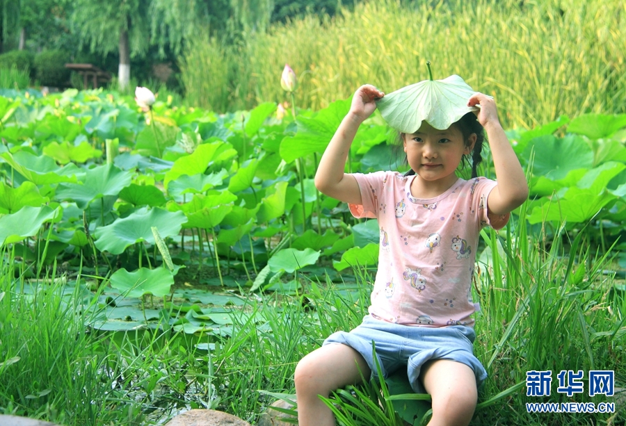 河南南陽：生態好 荷花艷 鳥兒歡