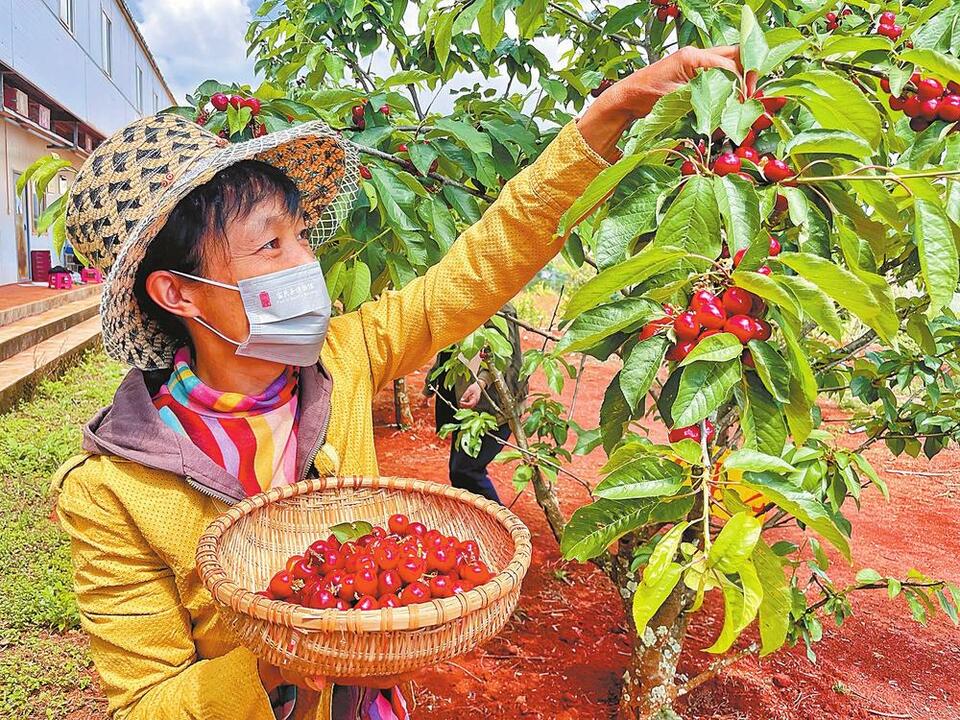 近日,富民县赤鹫镇咀咪哩村东山林果园大樱桃园开园,200亩熟透了的