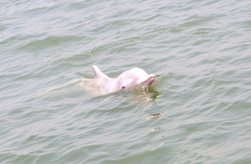 中华白海豚北部湾海域畅游嬉戏