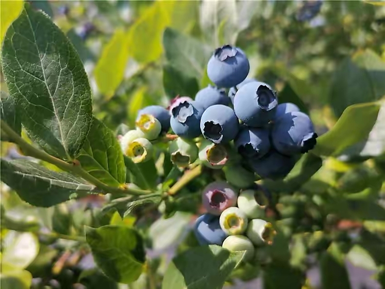 白山靖宇：藍莓花開引蜂來