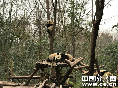 【網絡媒體走轉改】走進成都大熊貓繁育研究基地 了解“可愛”背後的故事