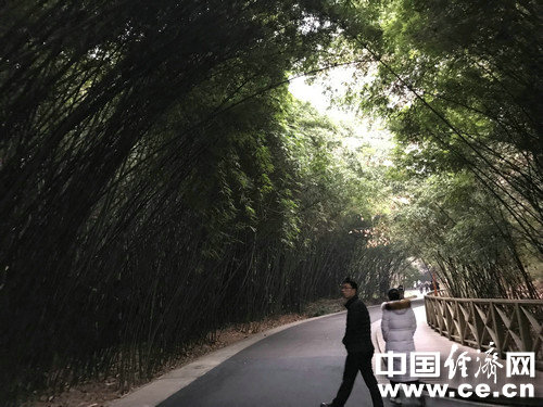 【网络媒体走转改】走进成都大熊猫繁育研究基地 了解“可爱”背后的故事