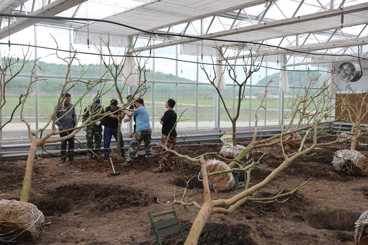山茄树成功移种！生物经济助力呼玛乡村振兴