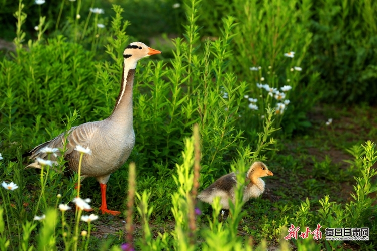 【焦点图】来 张掖国家湿地公园的斑头雁给个特写_fororder_1