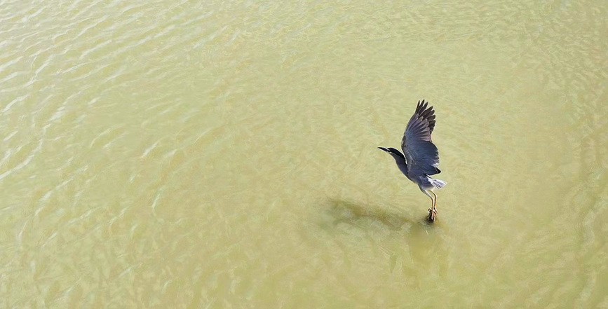 商丘柘城：綠色生態引百鳥