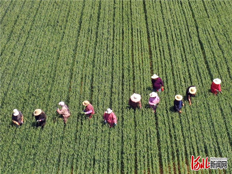 调查｜关注河北小麦生产：小满麦渐黄 丰收喜在望