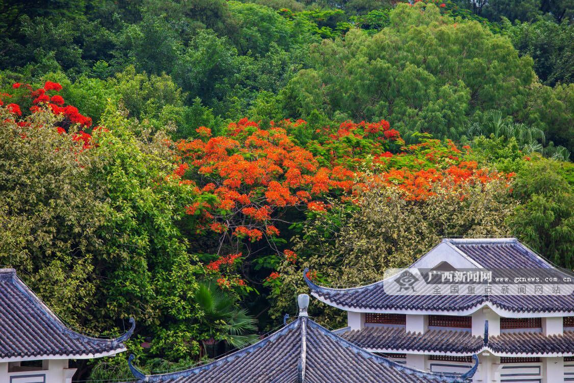 超美的！南寧這個地方的鳳凰花開紅似火