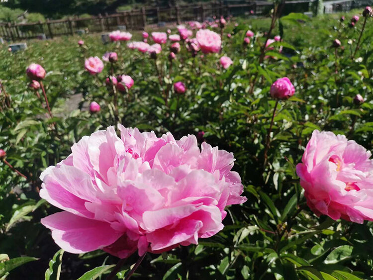成都青白江产业支援甘孜州九龙数百亩芍药花含苞欲放