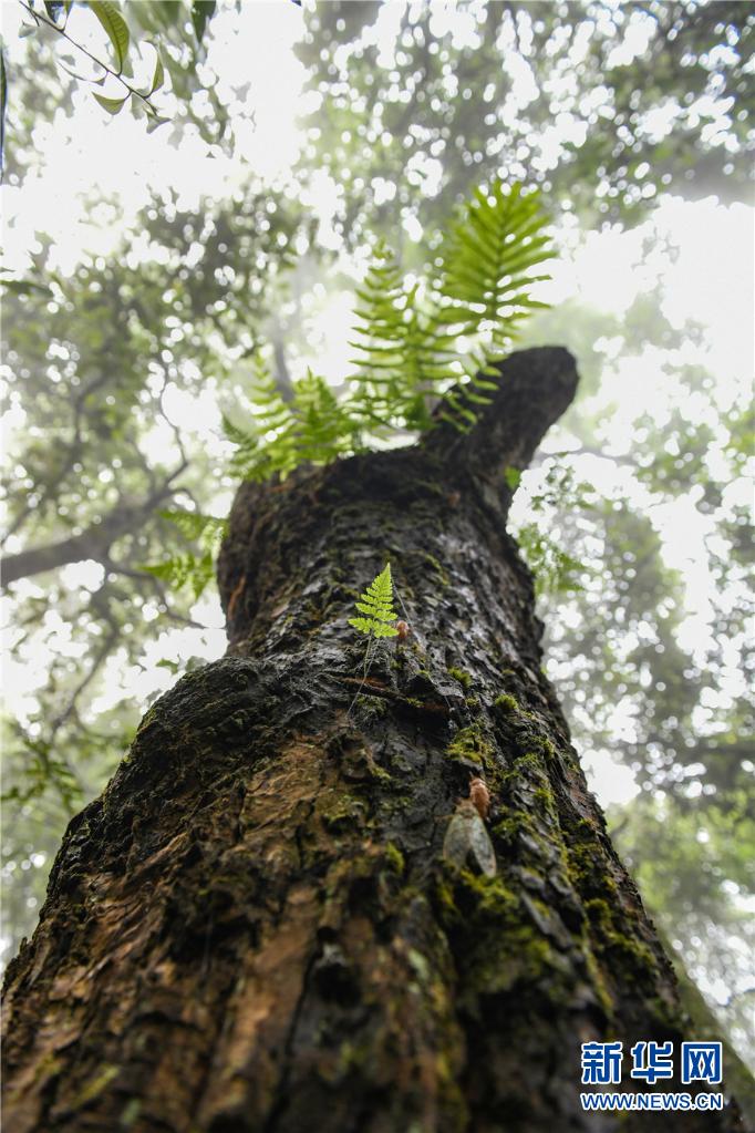 走近雲南西雙版納森林中的共生關係