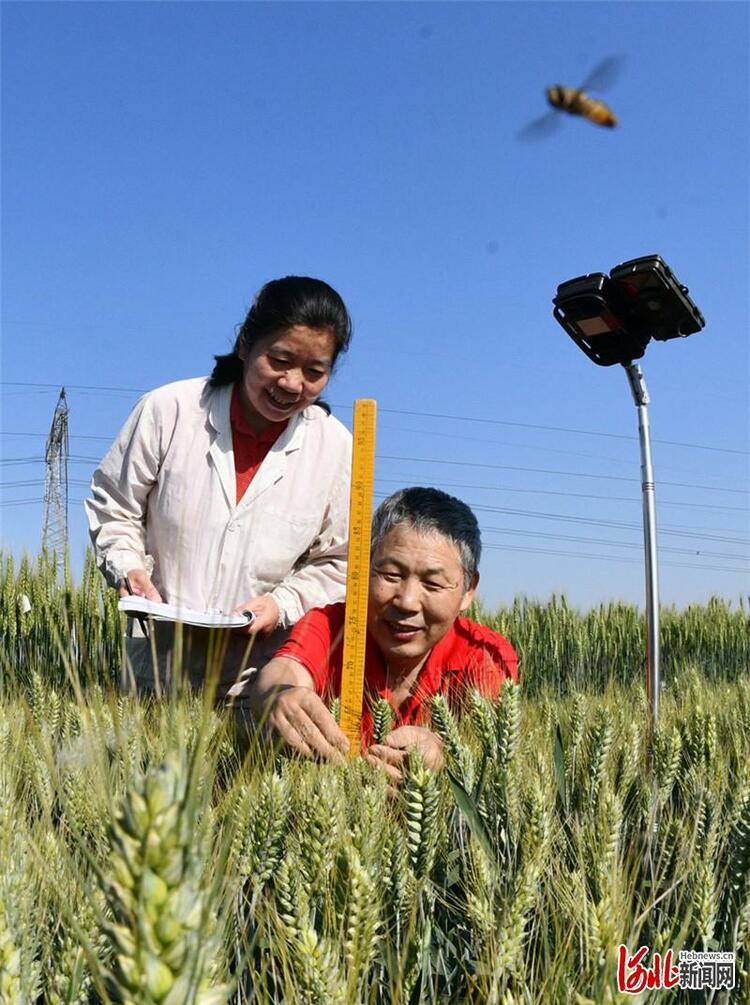 調查｜關注河北小麥生産：小滿麥漸黃 豐收喜在望