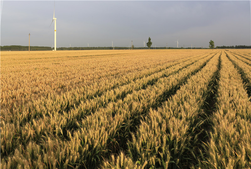 安阳内黄：科技护航 91万亩小麦丰收在望_fororder_微信图片_20220527102345