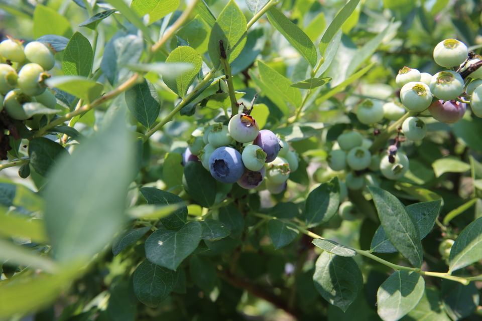 【客戶端轉發】信陽潢川：藍莓採摘正當時