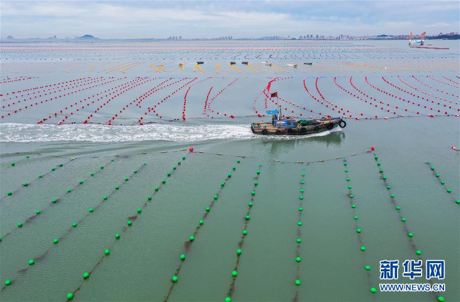 山东荣成：多彩养殖浮漂装饰美丽海湾_fororder_1