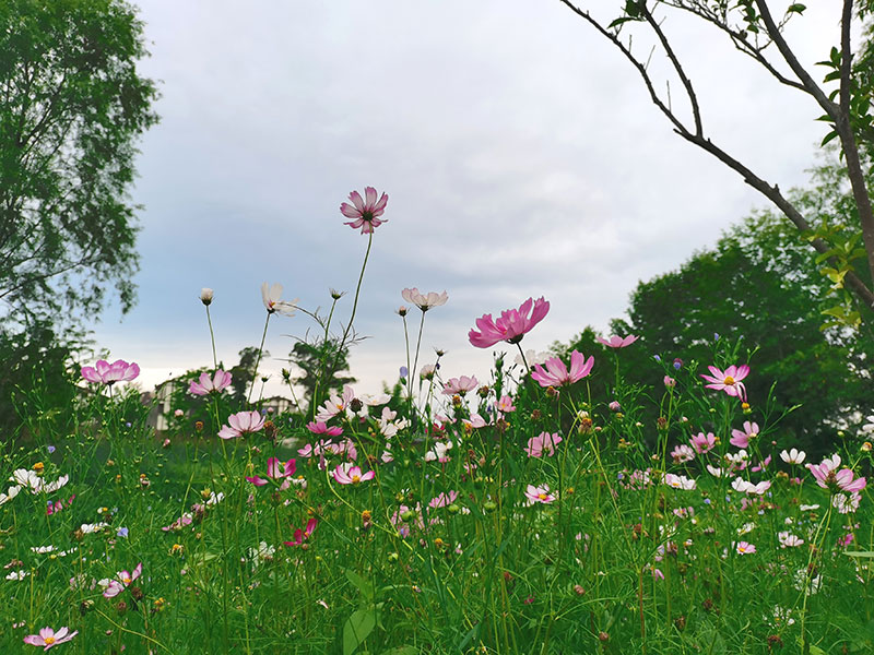 绿色低碳出游新时尚在成都“幸福温江 美好之城”呈现_fororder_盛开的鲜花-摄影-杨建昆