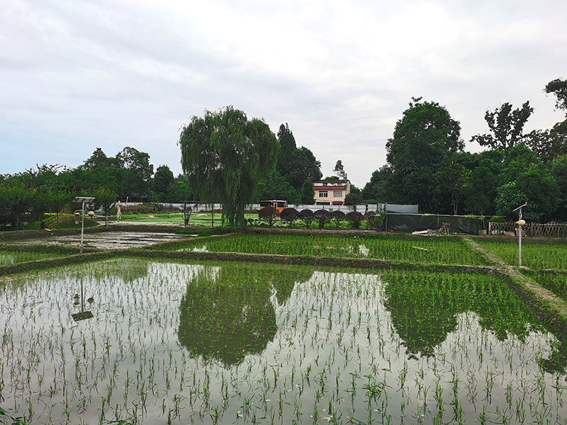 绿色低碳出游新时尚在成都“幸福温江 美好之城”呈现_fororder_风景如画的幸福田园-摄影-杨建昆