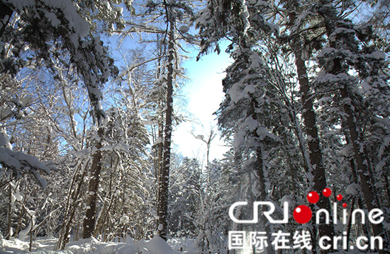 【CRI看吉林（标题）】 【白山松水（图）】 【关东黑土（长白山保护开发区）】【移动版（列表）】长白山雪文化旅游节2月8日开幕