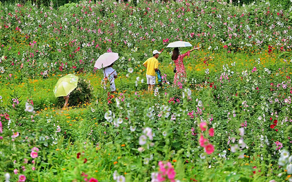 蜀葵花开时 享成都金堂的独特浪漫_fororder_微信图片_20220530171202