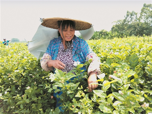 花农在中华茉莉园采摘茉莉鲜花.