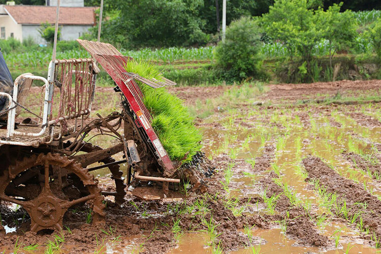 简阳农业机械化，“铁牛”助力14.5万亩水稻插秧_fororder_“铁牛”（水稻插秧机）侧面-摄影-杨曜