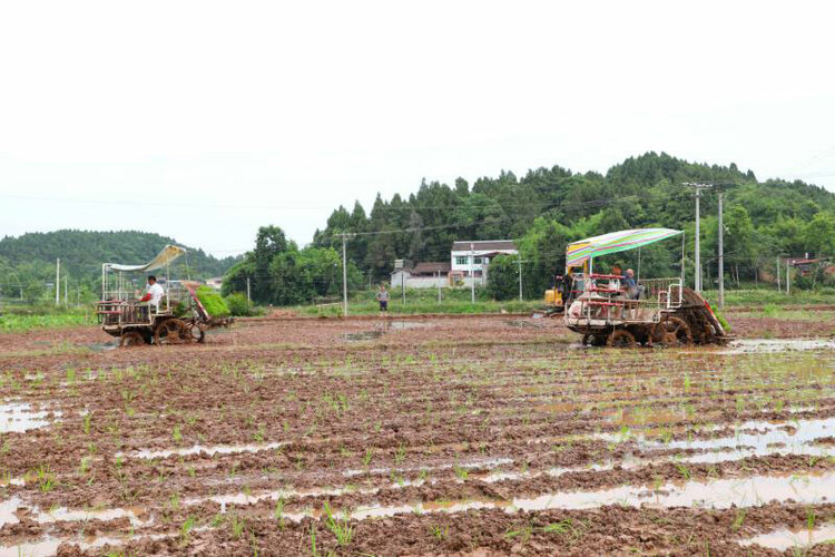 简阳农业机械化，“铁牛”助力14.5万亩水稻插秧_fororder_“铁牛”（水稻插秧机）在田间插秧-摄影-杨曜