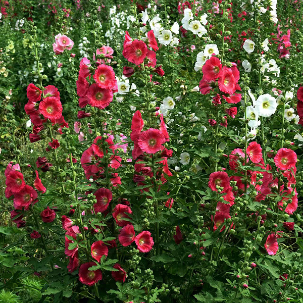 蜀葵花开时 享成都金堂的独特浪漫_fororder_微信图片_20220530172014