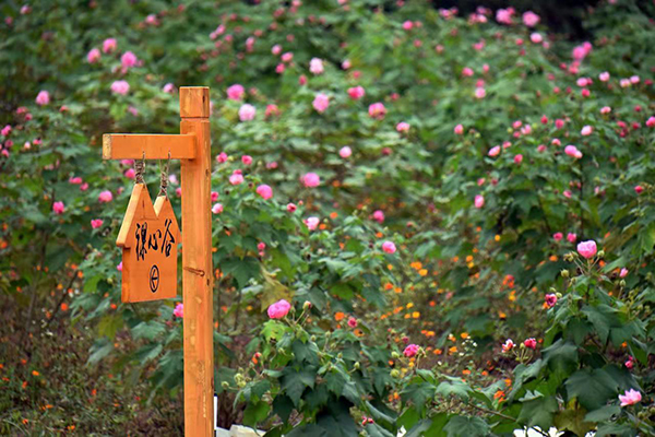 蜀葵花开时 享成都金堂的独特浪漫_fororder_微信图片_20220530172003