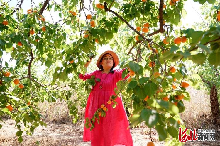 河北巨鹿：红杏丰收
