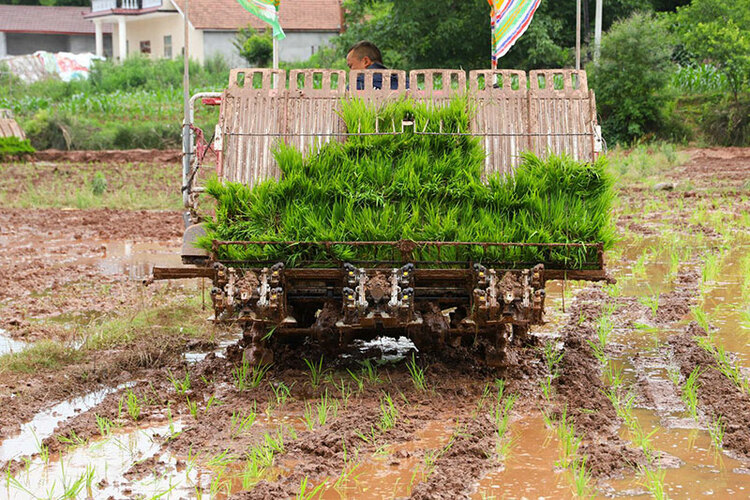 简阳农业机械化，“铁牛”助力14.5万亩水稻插秧_fororder_“铁牛”（水稻插秧机）正面-摄影-杨曜