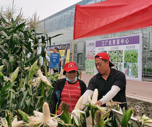 第八届成都种业博览会（春季）新品种田间种植展示会在彭州启幕_fororder_玉米新品种展示现场-供图-彭州市委宣传部