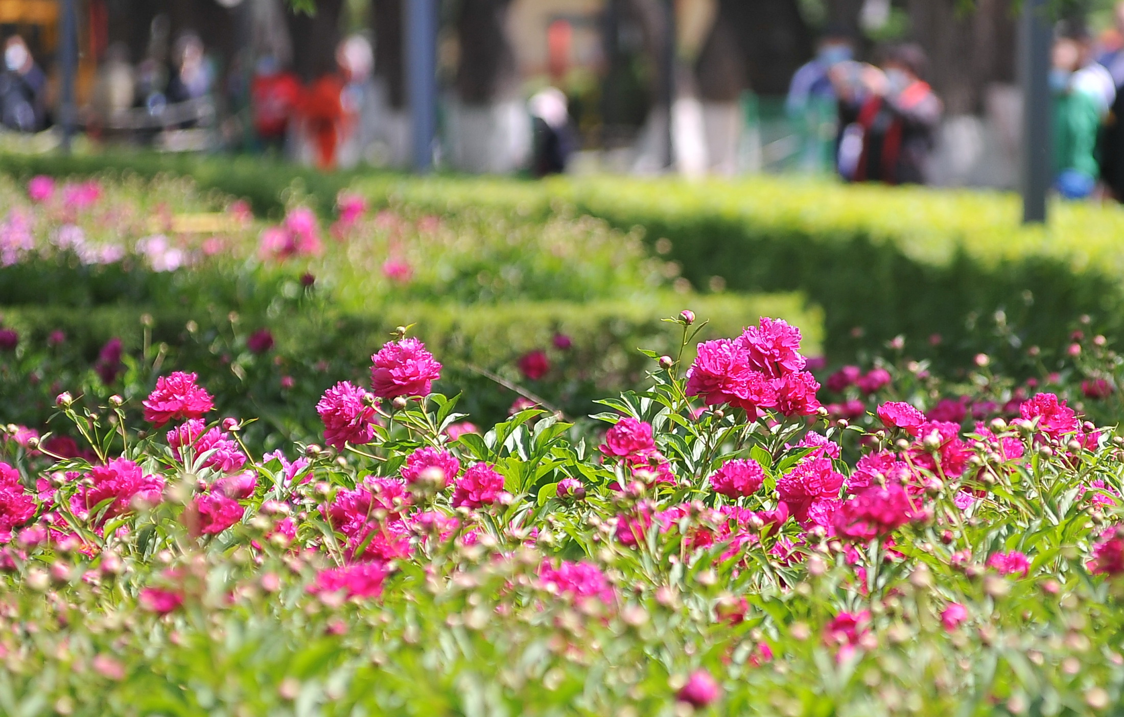 芍藥花開滿園香