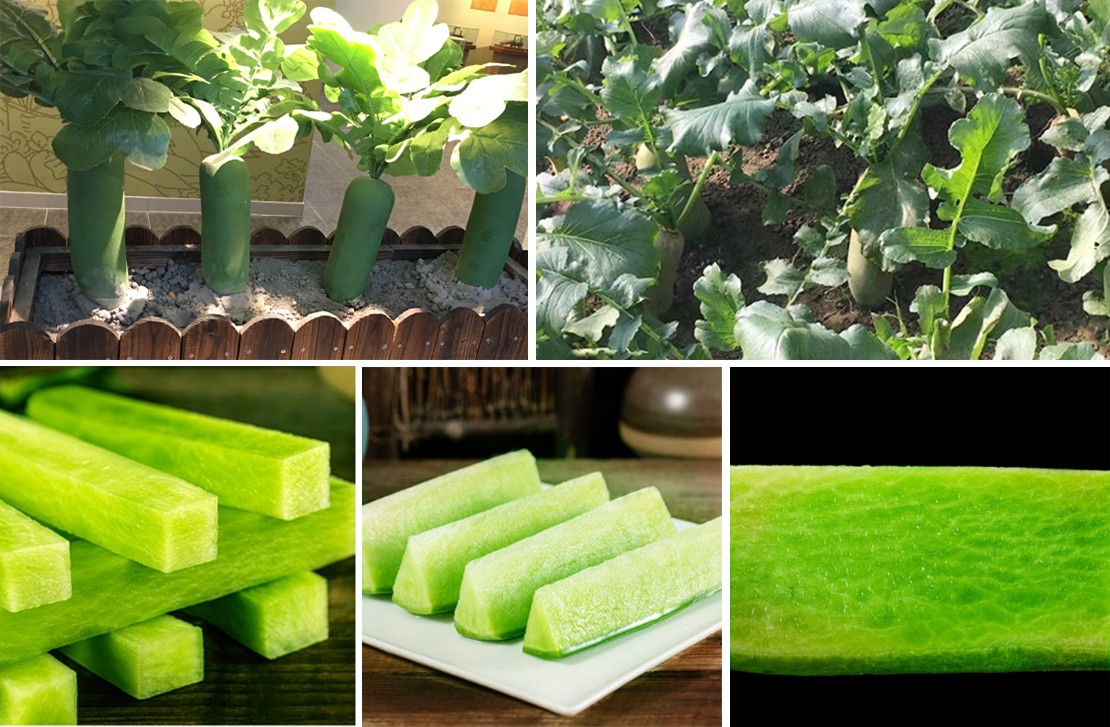 京东农场数智化助力沙窝萝卜产业奏响乡村振兴新序曲